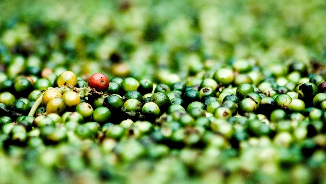 Il pepe verde, l’ingrediente che dà il nome al ristorante di Viale Gorizia.