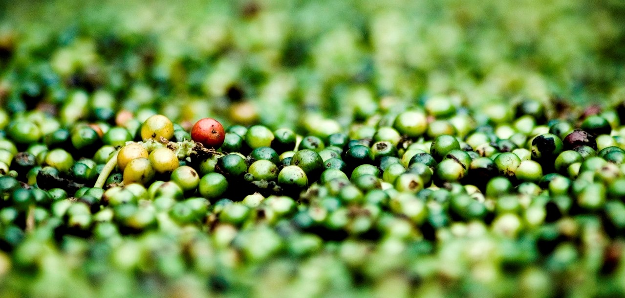 immagine articolo ristorante roma via nomentana pepeverde